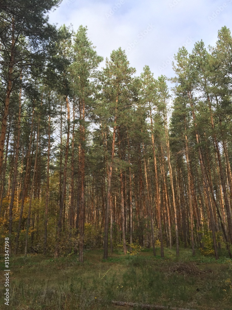 Fototapeta premium autumn