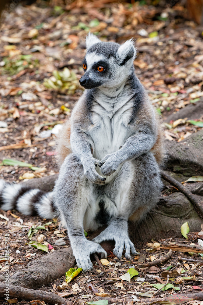 Fototapeta premium Ring Tailed Lemur sitting upright on a tree root