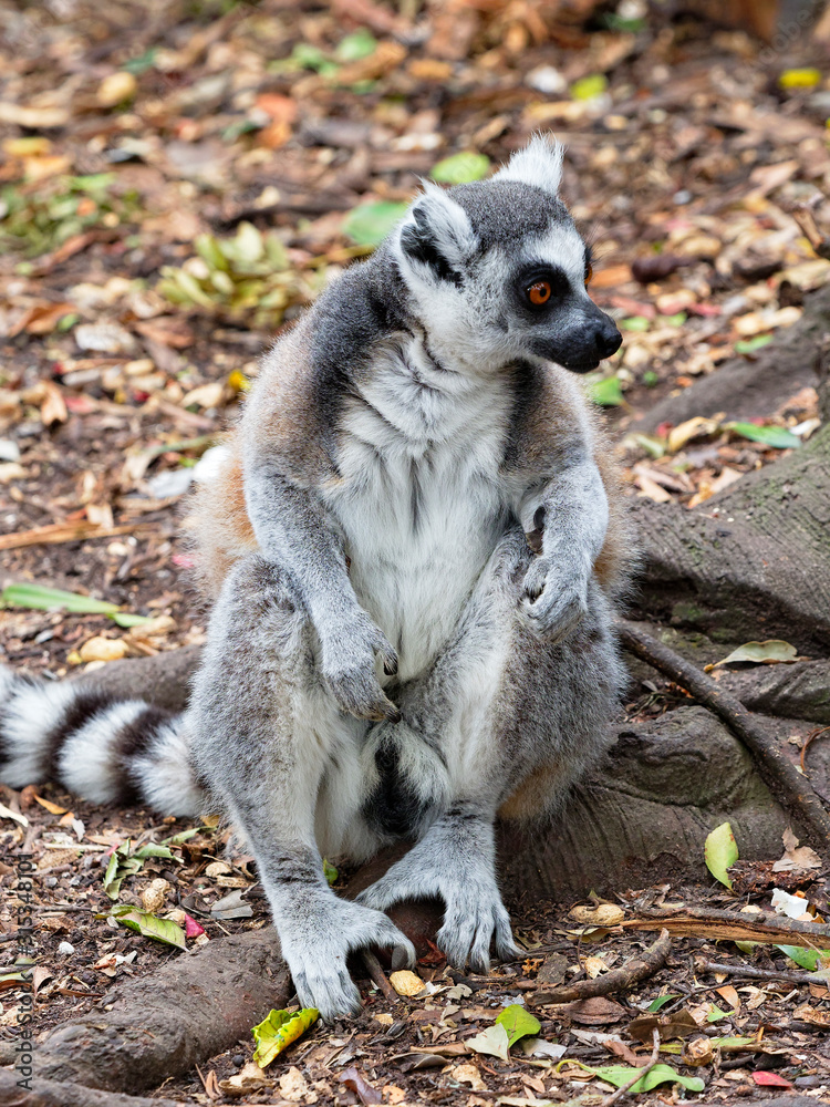 Obraz premium Ring Tailed Lemur looking angrily to the right