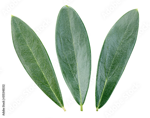 Olive green leaves isolated on white background. Olive leaves Clipping Path photo