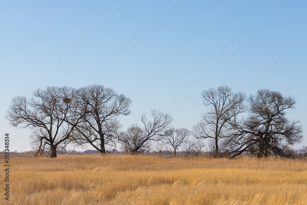 Yellow dry grass in winter with bare trees without leaves. Calm serene landscape.