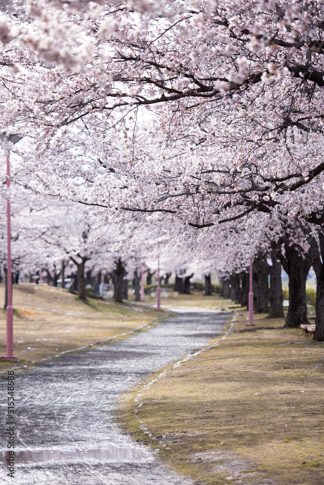 荒川桜づつみ公園　桜