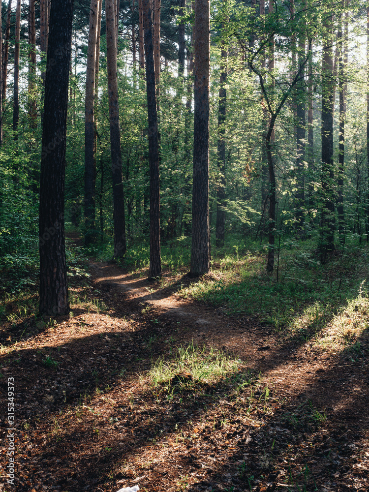 Fototapeta premium Morning forest during a early walk at summer time. Light and shadow in city park at morning time