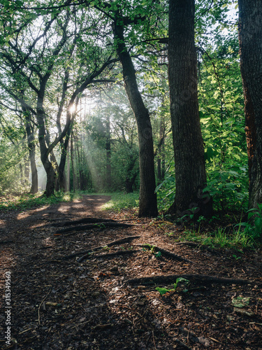 Morning forest during a early walk at summer time. Light and shadow in city park at morning time