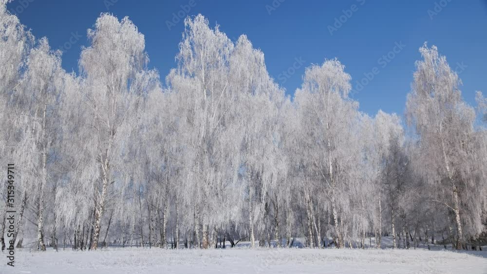 Trees in the bright cold winter day covered in frost - beautiful frozen forest edge with blue sky and sunshine - camera pan Trees in the bright cold winter day covered in frost - beautiful frozen forest edge with blue sky and sunshine - camera pan