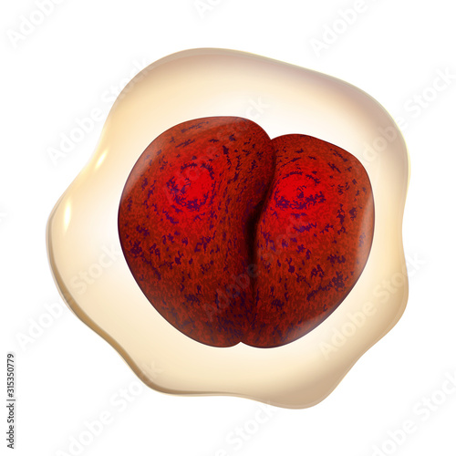 Microscopic Bacteria Cell With Red Core Vector. Unhealthy Danger Dividing Bacteria In Sphere Form. Science Biological Laboratory Bacterium Colorful Concept Layout Realistic 3d Illustration