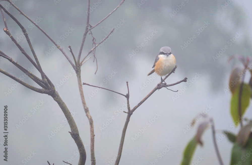Chickadee on the wild mountain is very pretty. Chickadee on the wild mountain is very pretty.