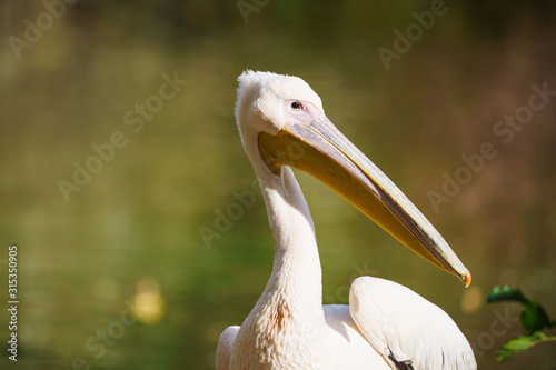 Closeup of a frilled pelican