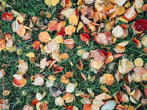 Frozen ground covered with leaves at aoutoumn time. Icy leaves and grass in garden ground photo