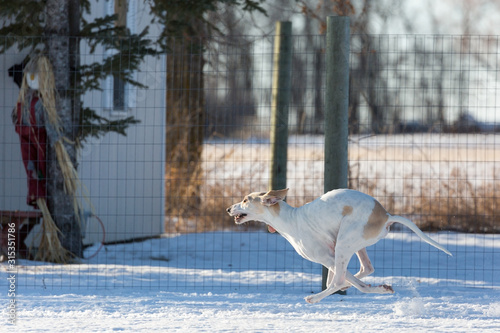 A white Porcelaine Hound running at high speed in snow. 
