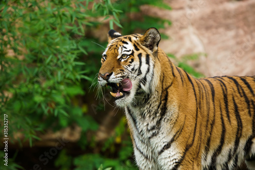 Closeup of a siberian tiger licking its face