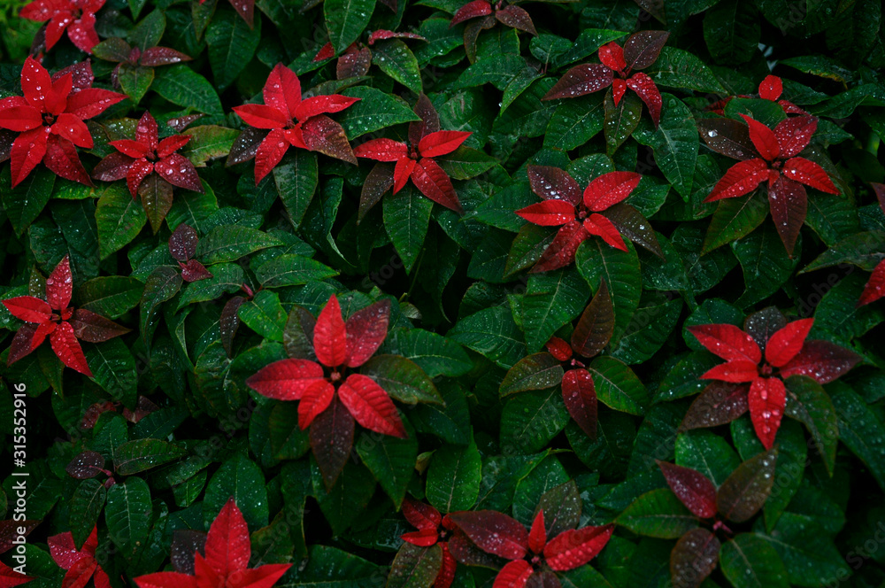 red flowers on a green background red flowers on a green background