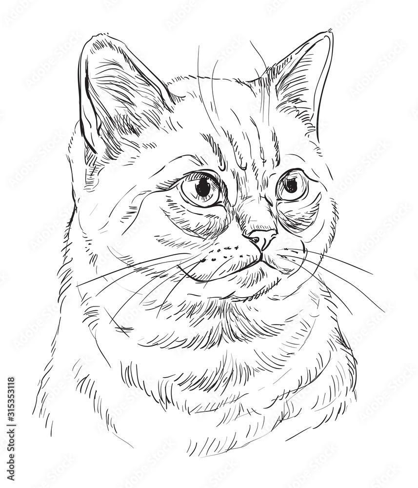 Vector hand drawing cat 7 Vector hand drawing cat 7