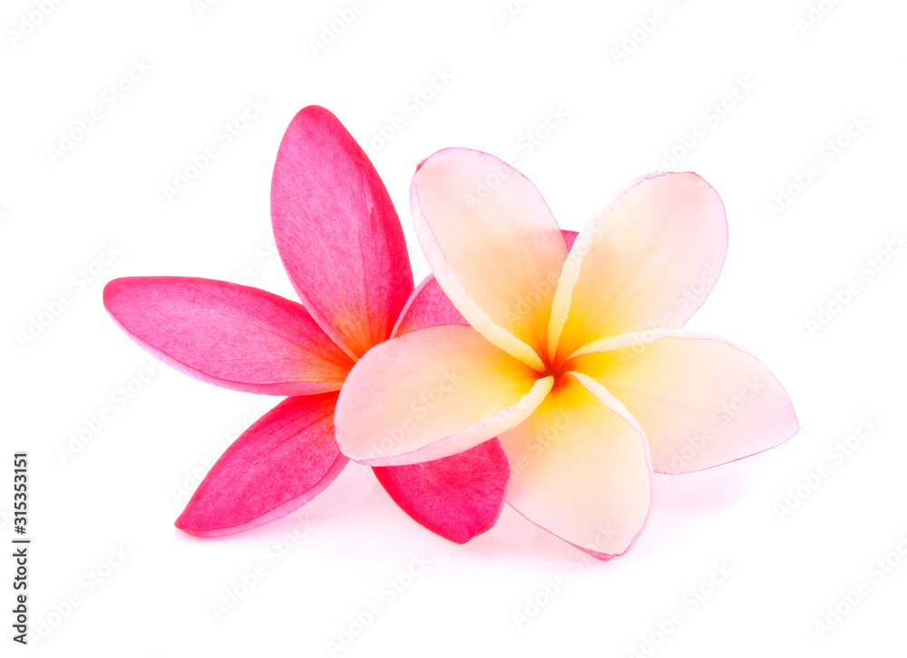 Fototapeta premium Tropical flowers frangipani (plumeria) isolated on white background