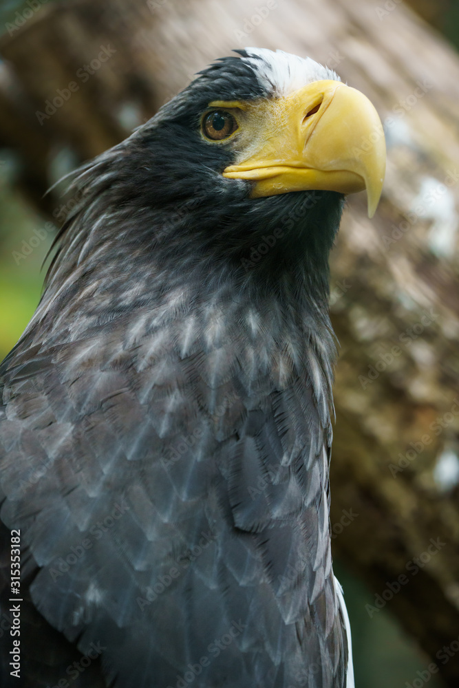 Obraz premium Closeup portrait of a Steller's sea eagle