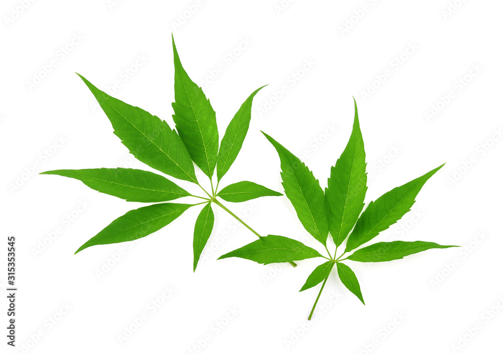 Marijuana leaf isolated on white background