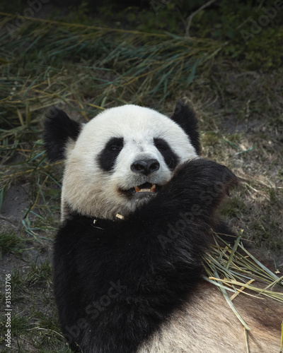 Panda 2  © Quentin