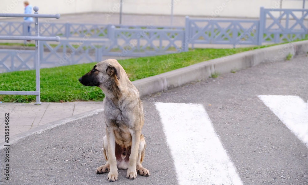 Dog at the pedestrian crossing. Traffic Laws. Road safety. Animals in the city. Dog at the pedestrian crossing. Traffic Laws. Road safety. Animals in the city.