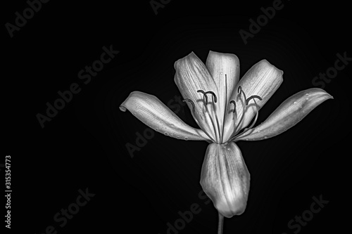 big white tropical flower with black and white filter effect
