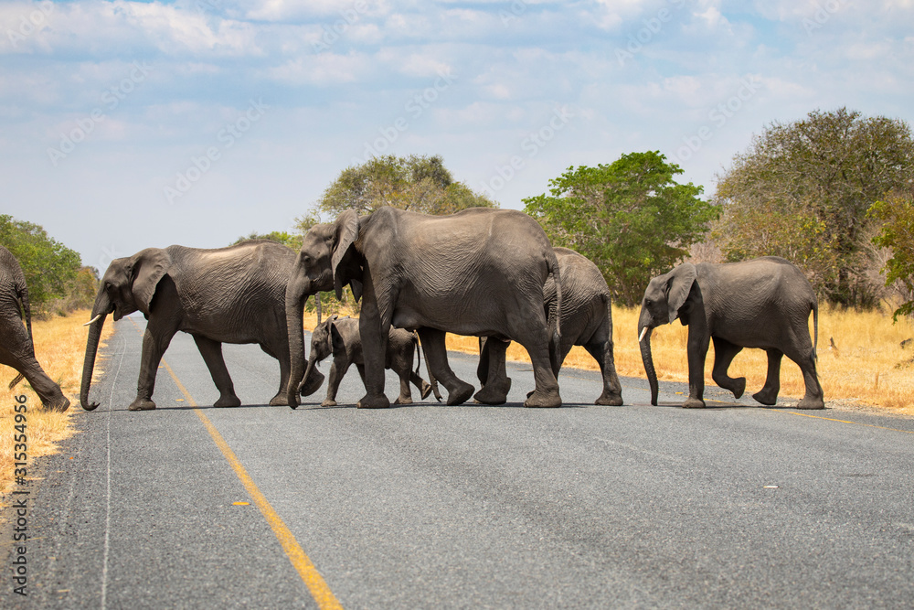 Obraz premium Elephant family crossing road