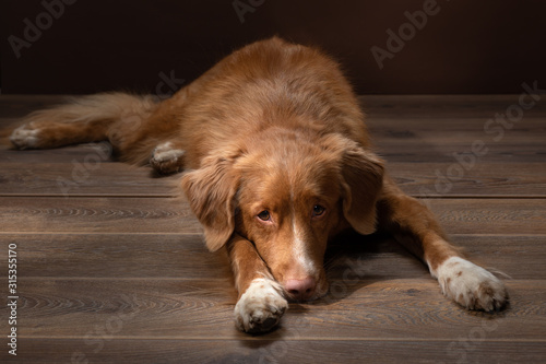 Fototapeta Naklejka Na Ścianę i Meble -  Dog lying on the floor on a brown. Nova Scotia Duck Tolling Retriever indoors