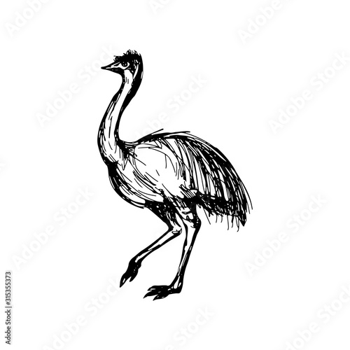 Hand drawn vector  illustration animal of Australia ostrich Emu, lettering isolated on white background. Wild life and fauna. Best for  books, cards, posters, sites, stickers, magazines, print