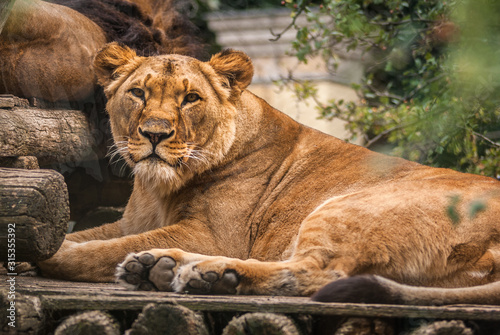 Canvas Print Adult lioness sleeping or rest on the wooden desk on the tree