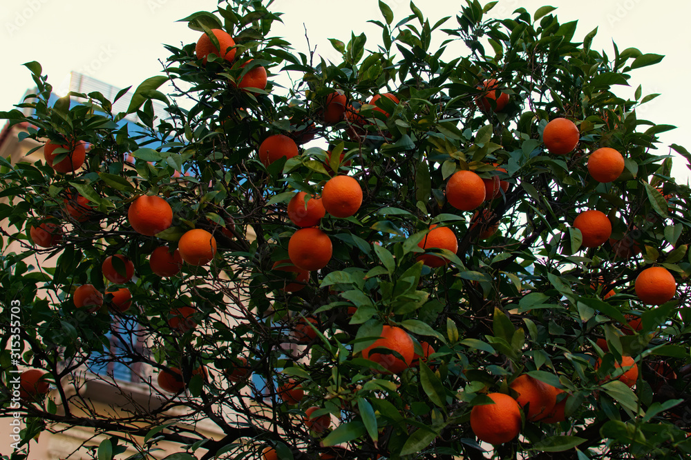 Scenic view of tangerine tree with beautiful orange fruits. Typical tree in streets of Greece cities. Athens, Greece