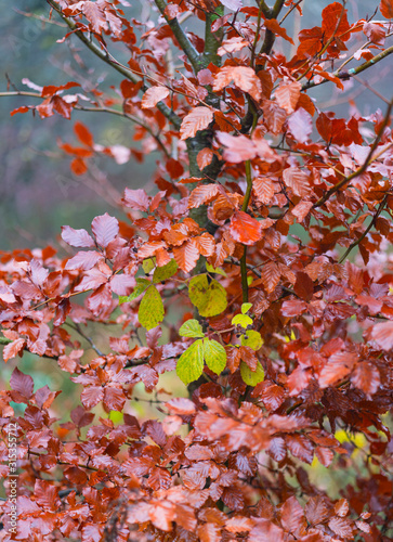 Beech forest in autumn, Monumento Natural Monte Santiago, Salto del Nervion, Nervion river, Berberana, Burgos, Castilla y Leon, Spain, Europe photo