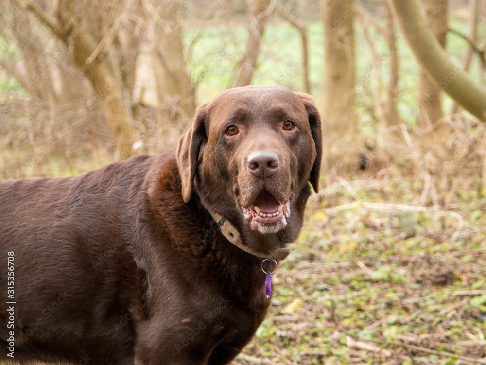 Chocolate Labrador in Woods Chocolate Labrador in Woods