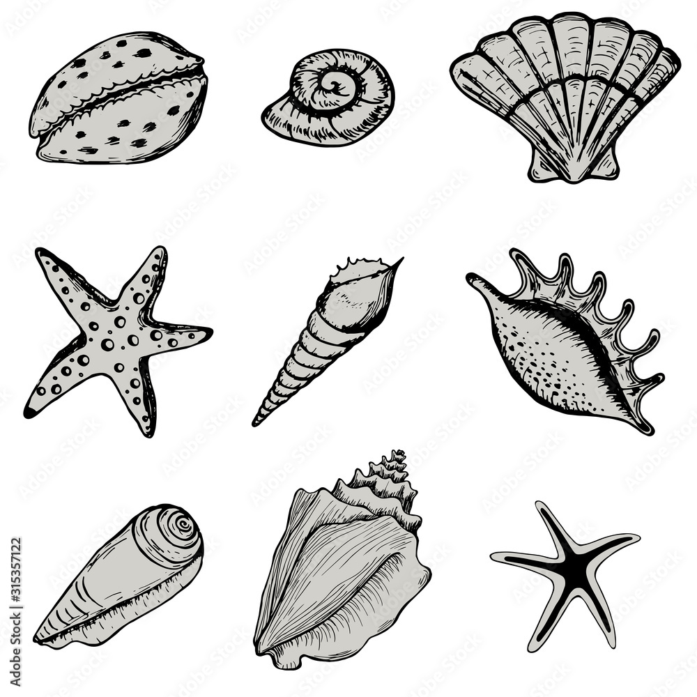 Set sea shell. Collections marine vector illustrations. Isolated on white background. Ocean fauna aquatic underwater.