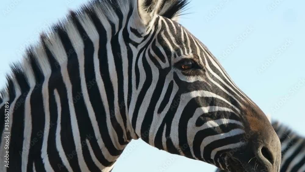 funny cute African zebra on background of blue sky funny cute African zebra on background of blue sky