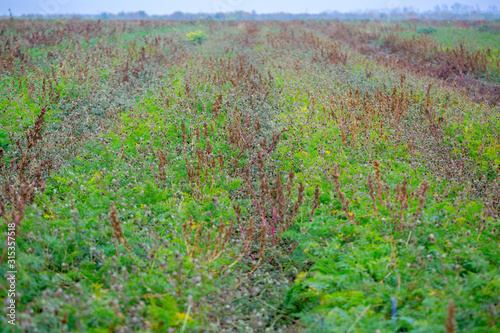 Autumn farm field with carrot crop. Organic farming technology. The month before the harvest cease to apply herbicides. The Amaranth weeds and other abound among the rows of culture.