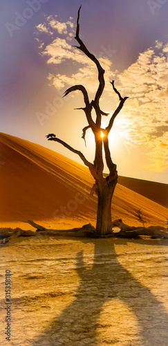 desert tree
