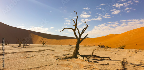 desert tree