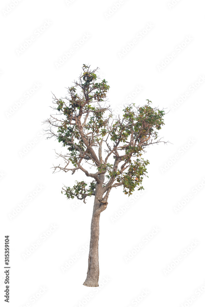 Tree Tree