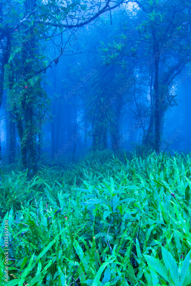 Mystic tropical rainforest in blue misty.