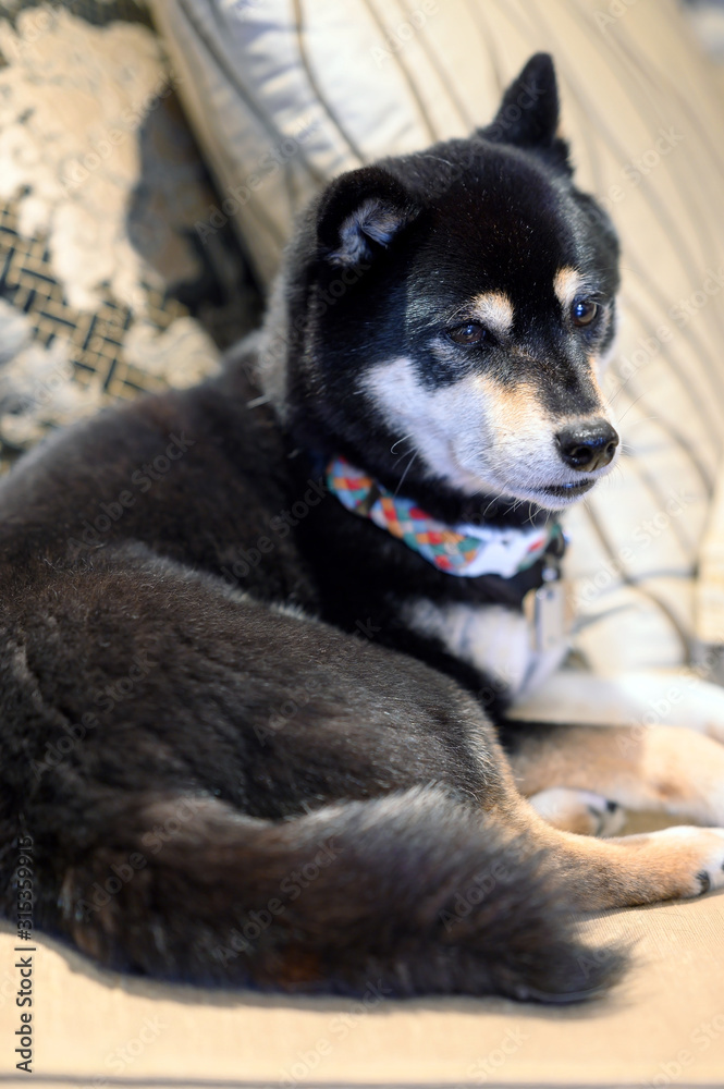 Japanese pedigree breed Black Shiba Inu dog relaxing Japanese pedigree breed Black Shiba Inu dog relaxing