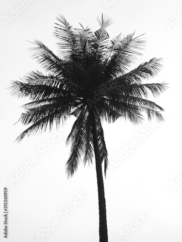 Black coconut tree