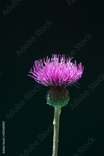 Wiesen-Flockenblume, Centaurea photo