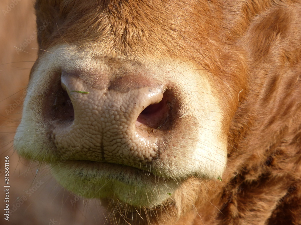 Fototapeta premium muzzle of a limousin cow