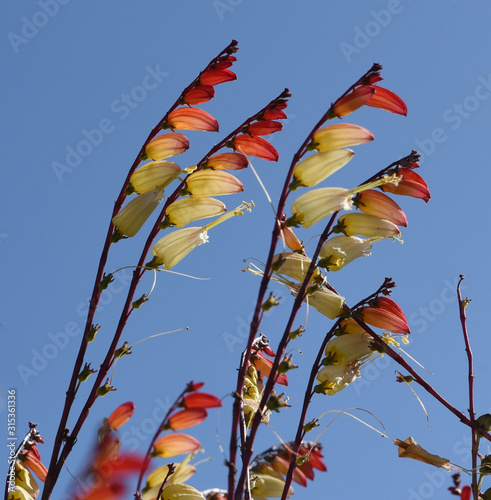 Sternwinde, Quamoclit, Lobata photo