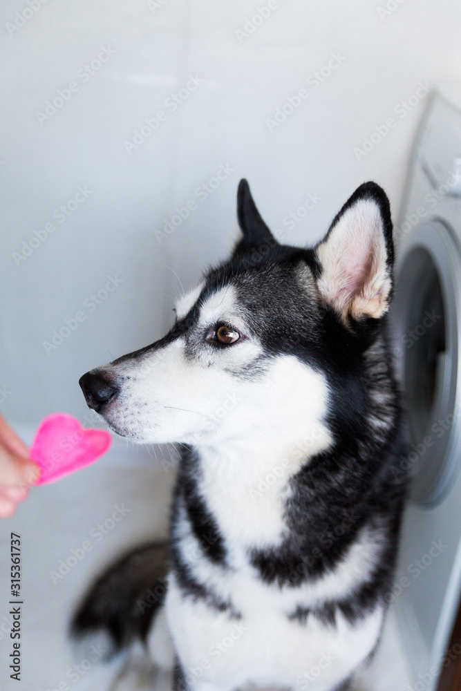 cute husky dog with different eye color plays with heart shaped candy cute husky dog with different eye color plays with heart shaped candy