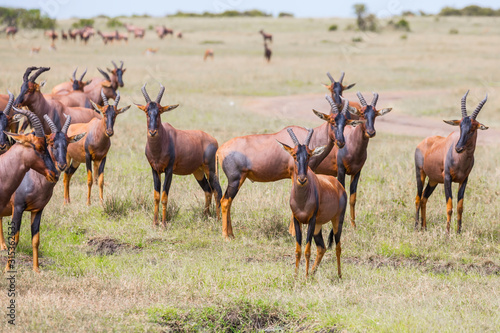 The flock of Tsessebe antelopes © Kushnirov Avraham