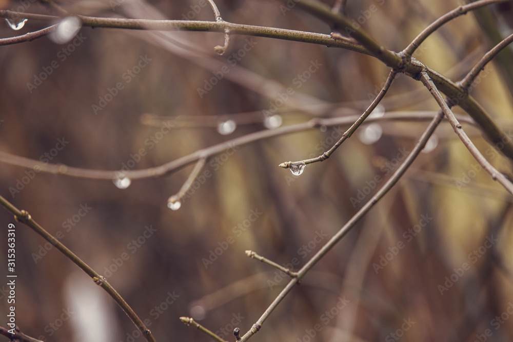 raindrops on a branch of a leafless tree in close-up in January raindrops on a branch of a leafless tree in close-up in January
