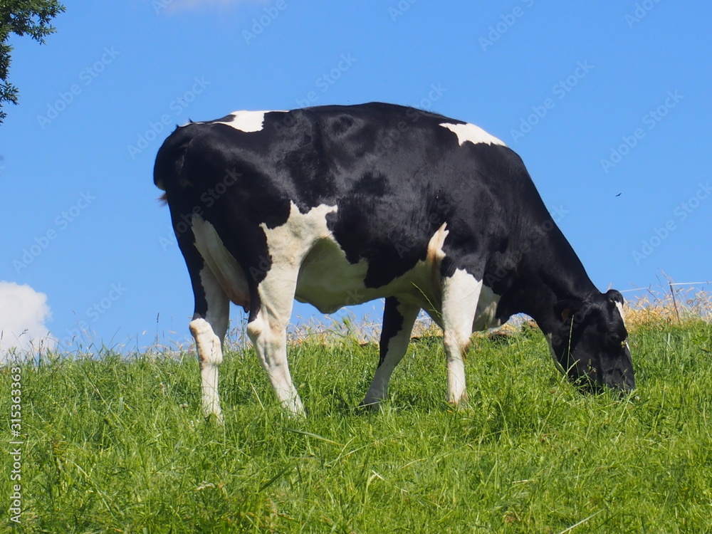Black and white cow on green grass with blue sky on the road to Santiago de Compostela, Camino de Santiago, Way of St. James, Journey from Gonzar to Ligonde, French way, Spain Black and white cow on green grass with blue sky on the road to Santiago de Compostela, Camino de Santiago, Way of St. James, Journey from Gonzar to Ligonde, French way, Spain