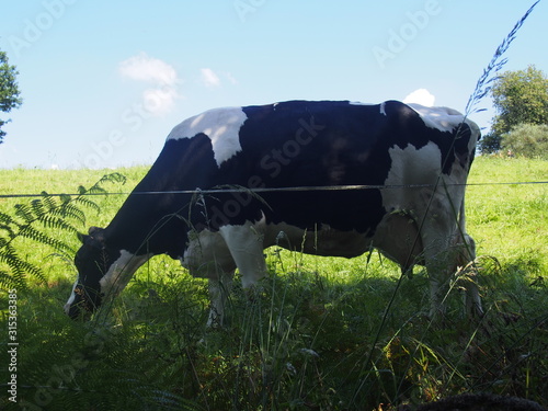 Black and white cow on green grass with blue sky on the road to Santiago de Compostela, Camino de Santiago, Way of St. James, Journey from Gonzar to Ligonde, French way, Spain photo