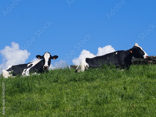 Black and white cow on green grass with blue sky on the road to Santiago de Compostela, Camino de Santiago, Way of St. James, Journey from Gonzar to Ligonde, French way, Spain photo