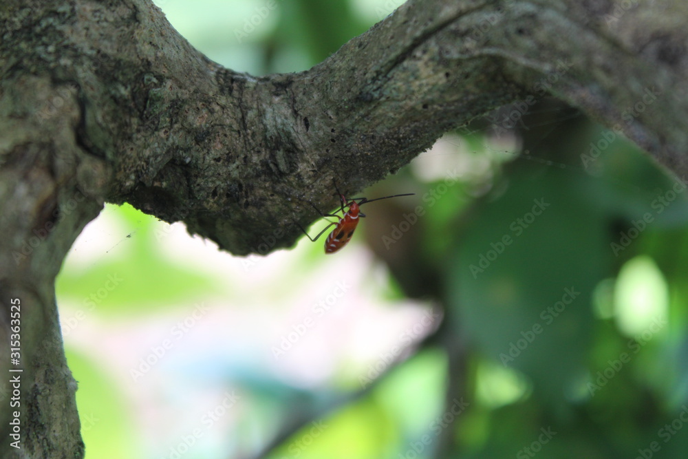 A view of a tree branch being eaten by a pest A view of a tree branch being eaten by a pest