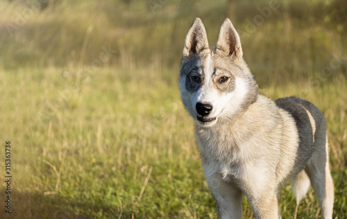 Playful husky dog looking in the camera. Copy space  place for your text  rule of thirds